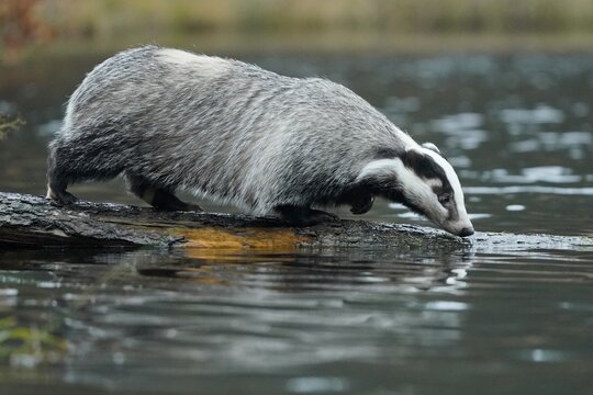 European badger (Meles meles), on the bank by a pond, Czech Republic