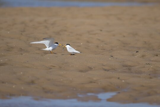 Little tern (Sternula albifrons) male adult bird delivering a fish to a female bird on a beach during their courtship display in summer, Norfolk, England, United Kingdom