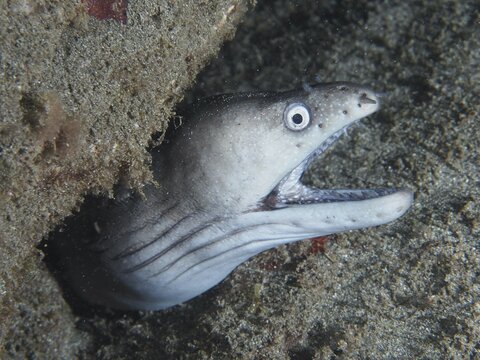 A Prince Augustus moray eel (Muraena augusti) with its mouth open peeks out from its rocky hiding place, Playa dive site, Los Cristianos, Tenerife, Canary Islands, Spain