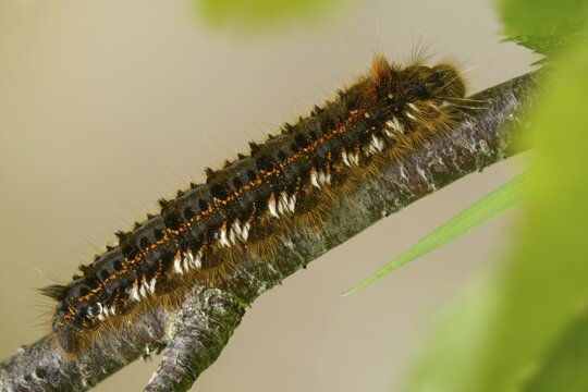 Euthrix potatoria, hen, grass hen, lasiocampidae, drinker, mealyworm, insects, moths, moths, caterpillar, butterflies