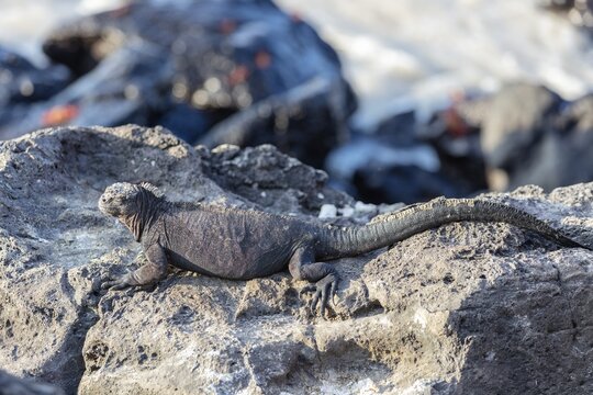 Marine lizard (Amblyrhynchus cristatus), San Cristobal, Galapagos, Ecuador