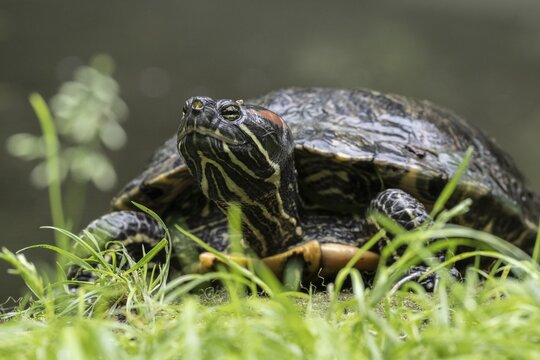 Red-cheeked turtle (Trachemys scripta elegans), Emsland, Lower Saxony, Germany