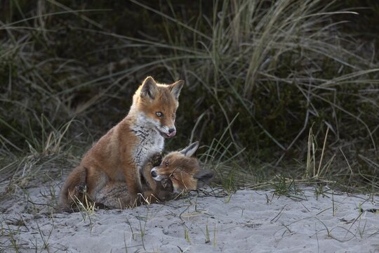 The red fox cubs (Vulpes vulpes) have become so accustomed to our presence that they are rarely distracted, raising cubs, animal cubs, cute, playful, wrestling, May, Denmark
