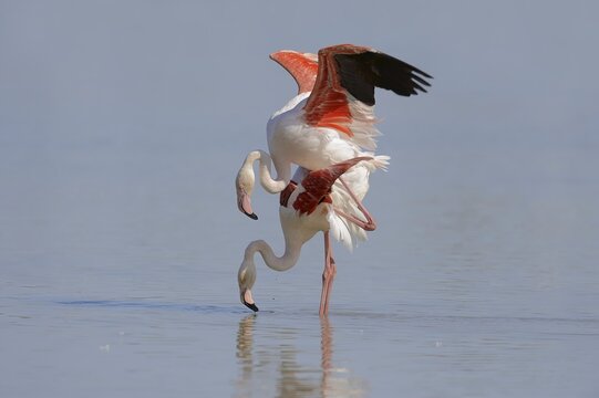 Greater flamingo (Phoenicopterus roseus), pair copulating, Camargue, Provence, southern France