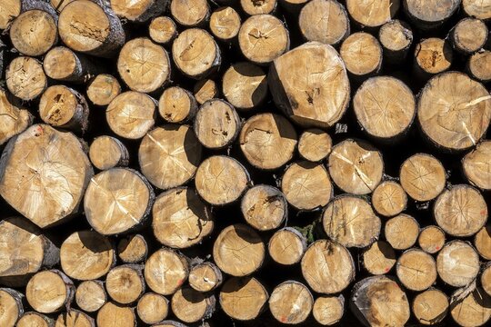 Stacked logs, Oberallg&auml;u, Allg&auml;u, Bavaria, Germany