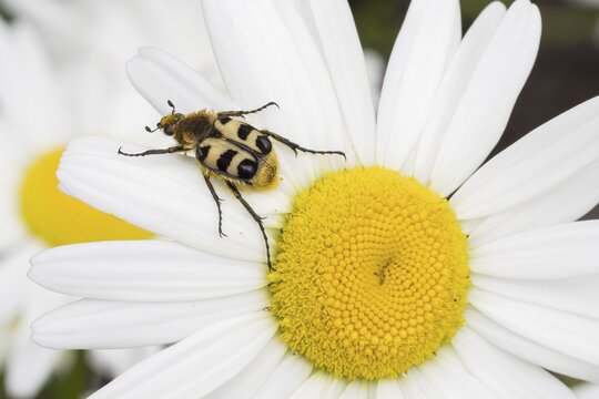 Bee beetle (Trichius fasciatus), on flower of daisy (Leucanthemum vulgare)