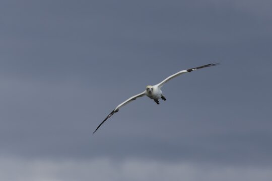 Northern gannet (Morus bassanus) adult bird in flight, Yorkshire, England, United Kingdom