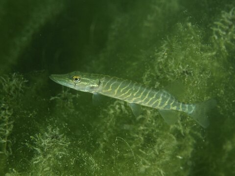 A juvenile pike (Esox lucius) lies in wait amongst the dense underwater vegetation, Baumg&auml;rtli dive site, Lake Zug, Lake Immen, Canton of Schwyz, Switzerland