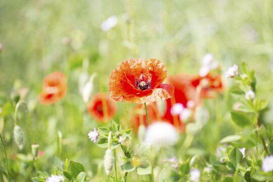 Poppy flowers (Papaver rhoeas), Freising, Upper Bavaria, Bavaria, Germany