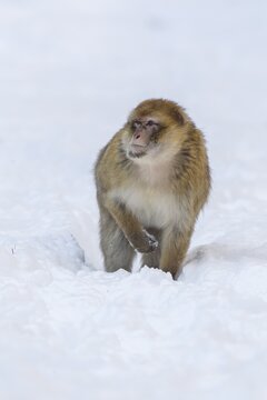 Barbary Macaque (Macaca sylvanus), adult, in the snow, captive, Rhineland-Palatinate, Germany