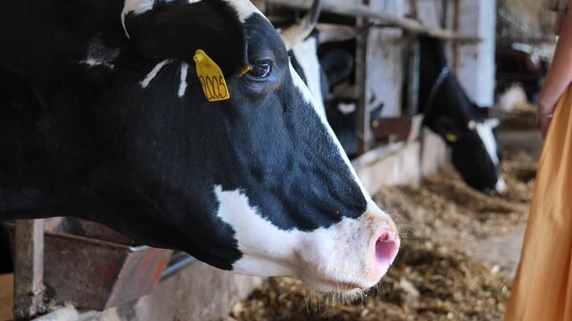 Holstein dairy cow with ear tag feeding in barn, livestock farming concept