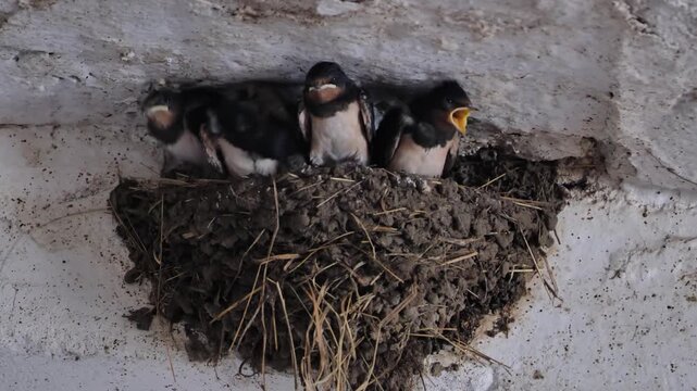 Barn swallow hatchlings resting in mud nest on a farm wall, growing wildlife