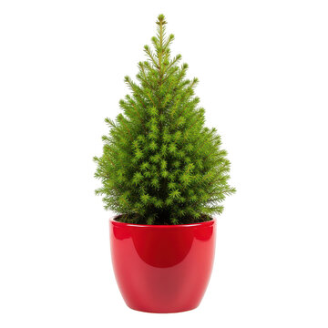 Small pine tree in red pot isolated on transparent background