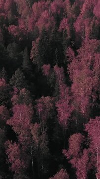 Drone footage of dense mixed forest with red and orange autumn foliage, creating textured canopy patterns in the Ural Mountains, Russia, scenic wilderness background