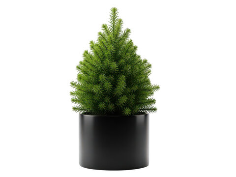 Small potted pine tree isolated on transparent background