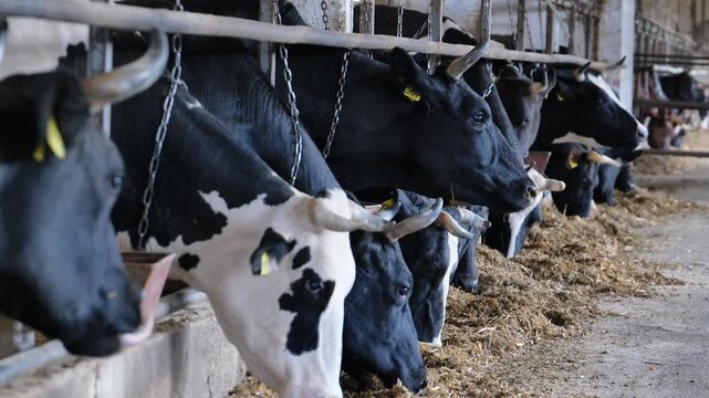 Cows feeding from a trough, producing milk in an agricultural setting