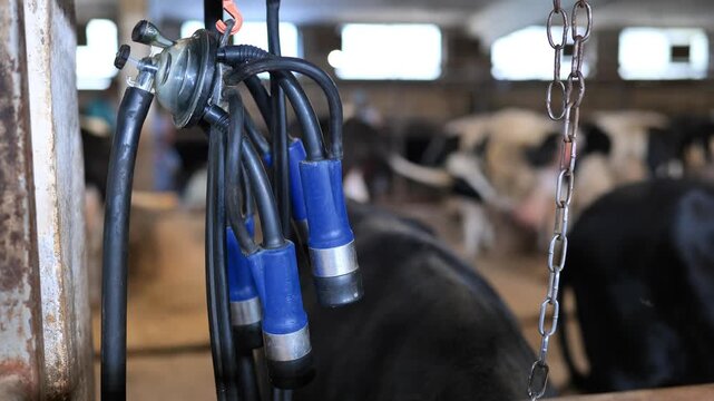 Milking machine equipment hanging in a dairy barn with Holstein cows in background
