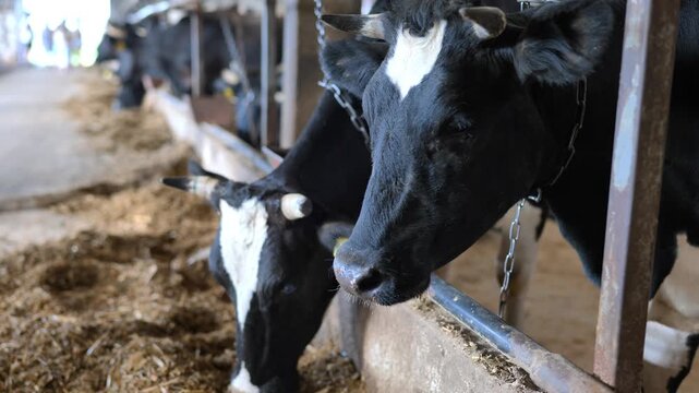 Holstein cows in a barn, feeding on hay, focusing on dairy farming and agriculture