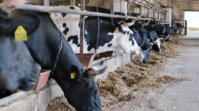 Dairy cows eating hay at a farm, livestock farming and milk production