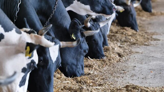 Dairy cows eating fodder in a modern farm barn, livestock feeding for milk production