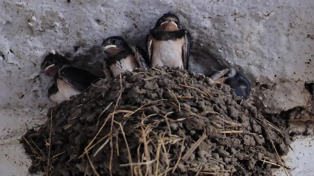 Barn swallow chicks nesting in a mud nest inside a farm building