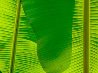 Banana leaf in the garden © Rhaka