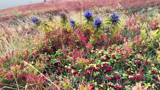 Vaccinium vitis-idaea lingonberries and Campanula carpatica bellflowers in autumn fog, red berries and blue blossoms fading into misty atmospheric scene