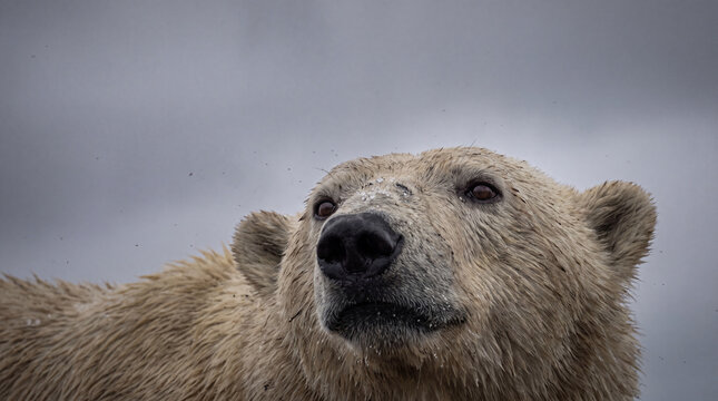 Rare arctic wildlife like this polar bear faces challenges from climate change impacting its habitat and survival in wild