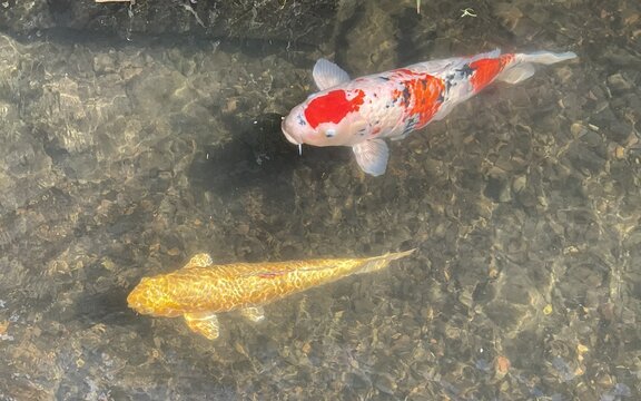 Colorful koi fish swimming in clear shallow water