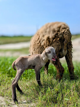 Newborn Baby Lamb Taking Its First Steps in a Lush Green Pasture Alongside Its Mother Sheep