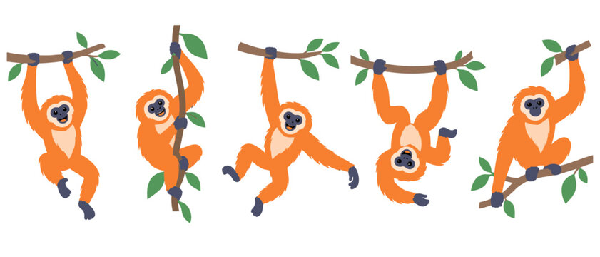 Monkeys swinging on branches illustration
