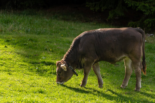 Brown cow grazing in a meadow