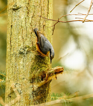 Eurasian or wood nuthatch (Sitta europaea) bird
