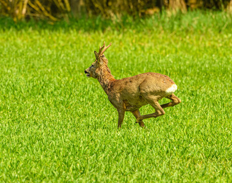 western or European roe deer buck (Capreolus capreolus) running