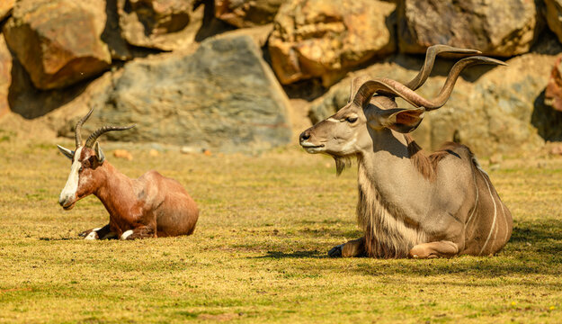 greater kudu (Tragelaphus strepsiceros) male on ground with blesbuck (Damaliscus pygargus phillipsi)