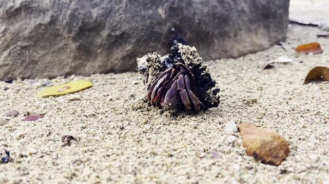 Hermit crab emerging from shell and crawling on sand, close-up macro nature footage. Marine wildlife on tropical beach