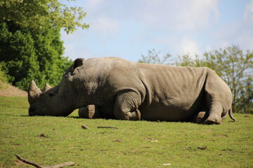 Rhinoceros © Fanny