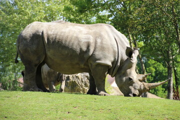 Rhinoceros © Fanny