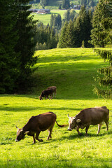 Cattle grazing in a mountain meadow at Gschwend © Mrton