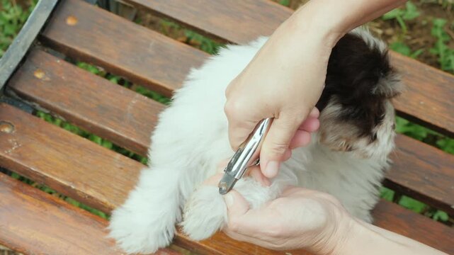 Close up motion of hands carefully trimming nails of a small fluffy puppy with specialized pet nail clippers on a wooden bench outdoors.