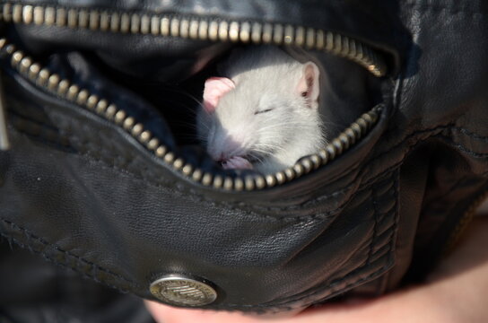 a small gray rat in the jacket pocket