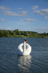 a beautiful white swan on the lake © Олена Ковальова