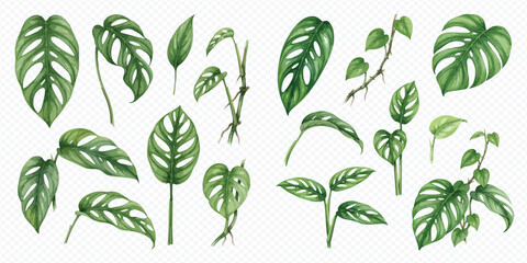 Set of hand-painted watercolor monstera leaves and tropical plant foliage isolated on white background. © Makayla