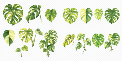 Watercolor collection of various monstera leaves isolated on a transparent background. © Makayla