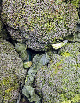 Tight broccoli heads with purple tinged florets and curling leaves