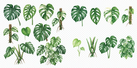 Set of watercolor monstera leaves and potted plants isolated on white background. © Makayla
