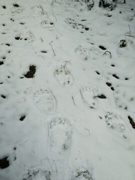 Trail of fresh bear footprints leading through the snow in a wild winter forest