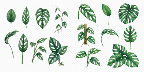 Set of watercolor illustrations of various monstera and tropical plant leaves isolated on white background. © Makayla