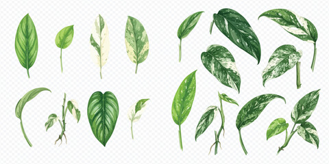 Watercolor illustration set of various tropical pothos and philodendron leaves isolated on white background. © Makayla