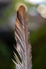 Close-up of a brown feather from a bird © jr-art